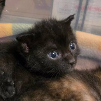 Hashbrown -  Domestic Short Hair Cat for Adoption in Columbia, Missouri - Hashbrown | PetCurious