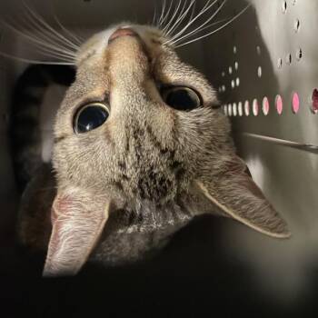 Zori -  Domestic Short Hair Cat for Adoption in Des Moines, Iowa - Zori | PetCurious