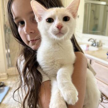 Lima -  Domestic Short Hair Cat for Adoption in Pittsboro, North Carolina - Lima | PetCurious