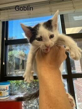 Rescue Domestic Short Hair Cats for Adoption in Madison, Georgia - Goblin | PetCurious