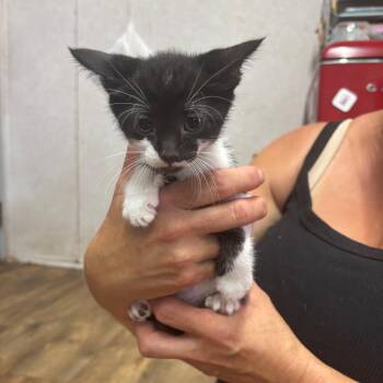Twix -  Domestic Short Hair Cat for Adoption in Hinesville, Georgia - Twix | PetCurious