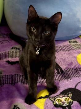Percy -  Domestic Short Hair Cat for Adoption in Nashville, Tennessee - Percy | PetCurious