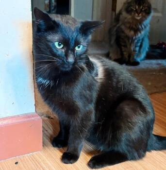 Domestic Short Hair and Bombay Cats Available for Adoption in Philadelphia, Pennsylvania - Badger | PetCurious
