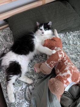 Pancakes Pentridge -  Domestic Medium Hair Cat for Adoption in Philadelphia, Pennsylvania - Pancakes Pentridge | PetCurious