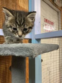 Abyssinian Cats Available for Adoption in Dyersburg, Tennessee - Snickers | PetCurious