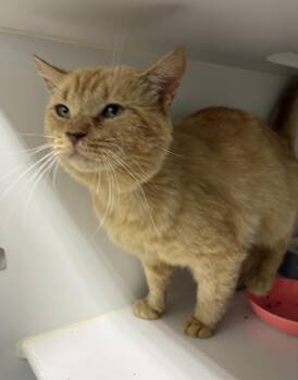 Bosco -  Domestic Medium Hair Cat for Adoption in Rochester, Indiana - Bosco | PetCurious