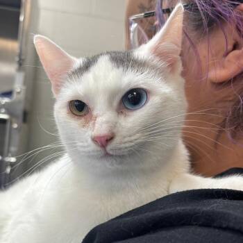 Domestic Medium Hair Cats Available for Adoption - Sonya Blade | PetCurious