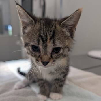 Phil -  Domestic Medium Hair Cat for Adoption in Winston-salem, North Carolina - Phil | PetCurious