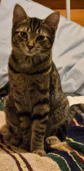 Rescue Tabby and Domestic Short Hair Cats for Adoption - Pippi | PetCurious