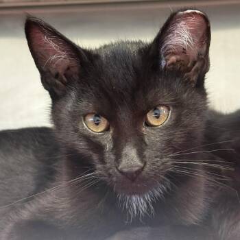 Robert -  Domestic Short Hair Cat for Adoption in Fort Bragg, California - Robert | PetCurious