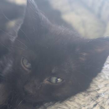 Domestic Short Hair Cats Available for Adoption in Portage, Michigan - Taco | PetCurious