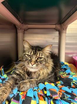 Domestic Long Hair Cats Available for Adoption in Johnson City, Tennessee - Stormy (Brickey) | PetCurious