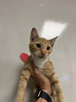 JUNIOR - ADOPTION PENDING -  Domestic Short Hair Cat for Adoption in Ontario, California - JUNIOR - ADOPTION PENDING | PetCurious