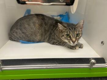 Rescue Domestic Short Hair Cats for Adoption in Greenfield, Indiana - Ariana | PetCurious