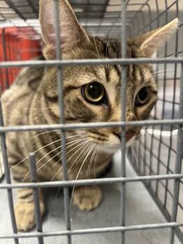 Domestic Short Hair Cats Available for Adoption - A1410285 | PetCurious