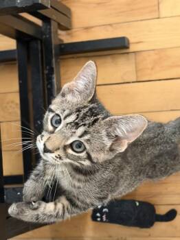 Domestic Short Hair Cats Available for Adoption in Chicago, Illinois - Ray | PetCurious