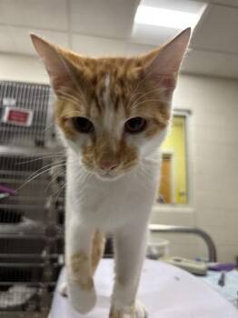 ERNESTO -  Domestic Short Hair Cat for Adoption - ERNESTO | PetCurious