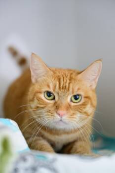 Punky -  Domestic Short Hair Cat for Adoption in Honolulu, Hawaii - Punky | PetCurious