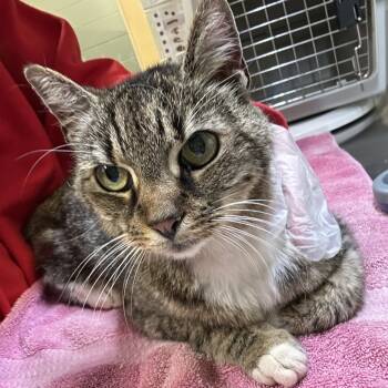 Rescue Domestic Short Hair Cats for Adoption in Asheville, North Carolina - Doja | PetCurious