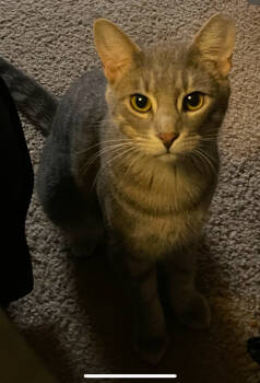 Rescue Domestic Short Hair Cats for Adoption in St. Cloud, Minnesota - Charlie | PetCurious