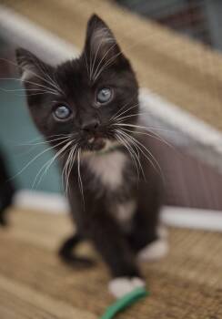 Domestic Short Hair Cats Available for Adoption in Santa Barbara, California - Orbit | PetCurious