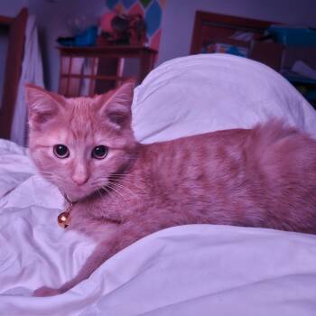 Rescue American Shorthair Cats for Adoption in Muscatine, Iowa - Mustard | PetCurious