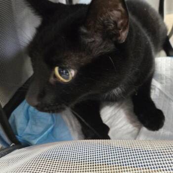 Gordo -  Domestic Short Hair Cat for Adoption in Newark, New Jersey - Gordo | PetCurious