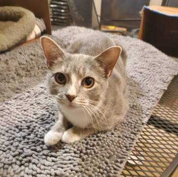 Domestic Short Hair Cats Available for Adoption in Nacogdoches, Texas - KIKI | PetCurious