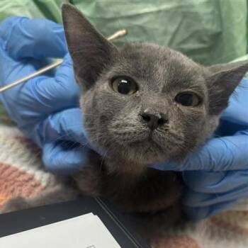 Gwent -  Domestic Medium Hair Cat for Adoption in Tempe, Arizona - Gwent | PetCurious