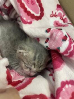 Domestic Short Hair Cats Available for Adoption in Dallas, Texas - BUTERCUP | PetCurious