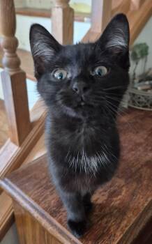 Silvia -  Domestic Short Hair Cat for Adoption in Germantown, Ohio - Silvia | PetCurious