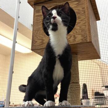 Sylvester -  Domestic Short Hair Cat Available for Adoption in Morgan Hill, California - Sylvester | PetCurious