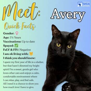 Avery -  Domestic Short Hair Cat for Adoption in Fulton, New York - Avery | PetCurious