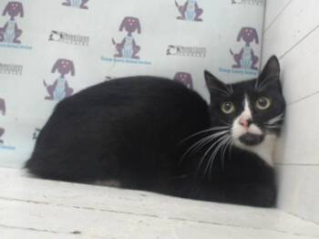 ANNA -  Domestic Short Hair Cat for Adoption in Orlando, Florida - ANNA | PetCurious