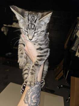 Gizmo (white nose stripe) Cunningham -  Domestic Short Hair Cat for Adoption in West Peoria, Illinois - Gizmo (white Nose Stripe) Cunningham | PetCurious