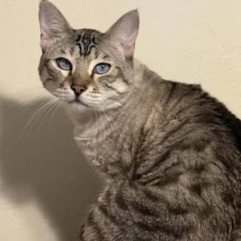 Miku (GF) -  Tabby and Ragdoll Cat for Adoption in Los Angeles, California - Miku (GF) | PetCurious