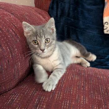 Ashley -  Domestic Short Hair Cat for Adoption in Ponca City, Oklahoma - Ashley | PetCurious