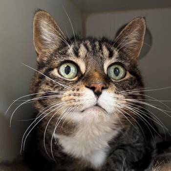 Millie -  Domestic Short Hair Cat for Adoption in Naperville, Illinois - Millie | PetCurious