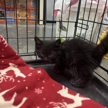 Salem -  Domestic Long Hair Cat for Adoption in Idaho Falls, Idaho - Salem | PetCurious