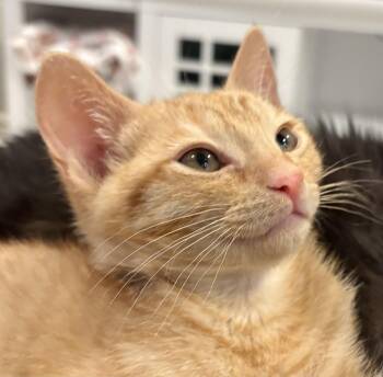 Domestic Short Hair and Tabby Cats Available for Adoption in Antioch, California - Fred (bonded With Dobby) | PetCurious