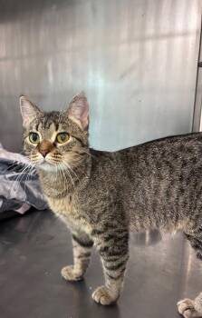 Calliope -  Domestic Short Hair Cat for Adoption in Bourbonnais, Illinois - Calliope | PetCurious