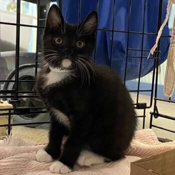 Chimborazo -  Domestic Short Hair Cat for Adoption in Richmond, Virginia - Chimborazo | PetCurious