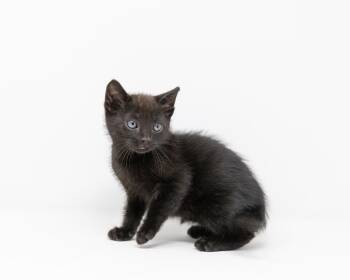 Rescue Domestic Short Hair Cats for Adoption in Trophy Club, Texas - Dionysus | PetCurious