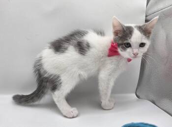 Robin -  Domestic Short Hair and Tabby Cat for Adoption in Attalla, Alabama - Robin | PetCurious