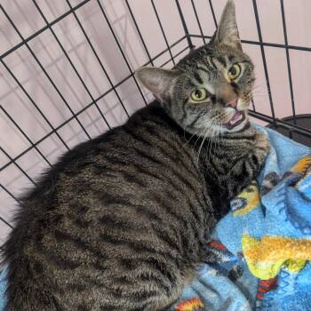 Butter -  Domestic Short Hair Cat for Adoption in West Plains, Missouri - Butter | PetCurious