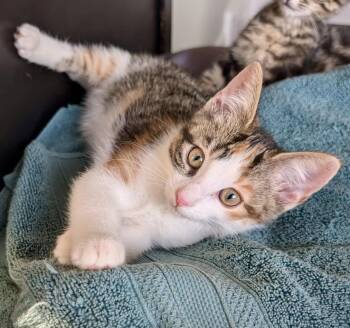 Dixie -  Calico and Domestic Short Hair Cat for Adoption in Vaughan, Ontario - Dixie | PetCurious
