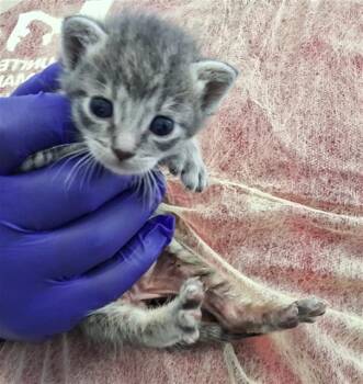 Domestic Short Hair Cats Available for Adoption in Dallas, Texas - BEAVER | PetCurious