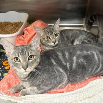 Mrs. Picklesworth -  Domestic Short Hair Cat for Adoption in Pullman, Washington - Mrs. Picklesworth | PetCurious