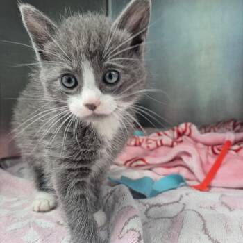 Budgie -  Domestic Short Hair Cat for Adoption in Newark, New Jersey - Budgie | PetCurious