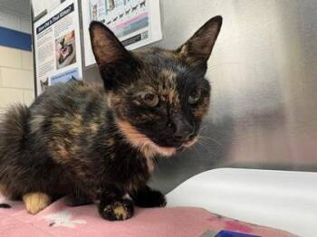 Evie -  Domestic Short Hair Cat for Adoption in Golden Valley, Minnesota - Evie | PetCurious
